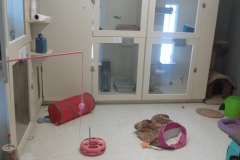 pet-hotel-cat-room