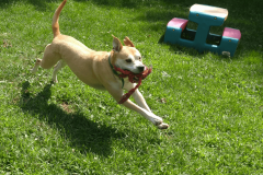 brown-dog