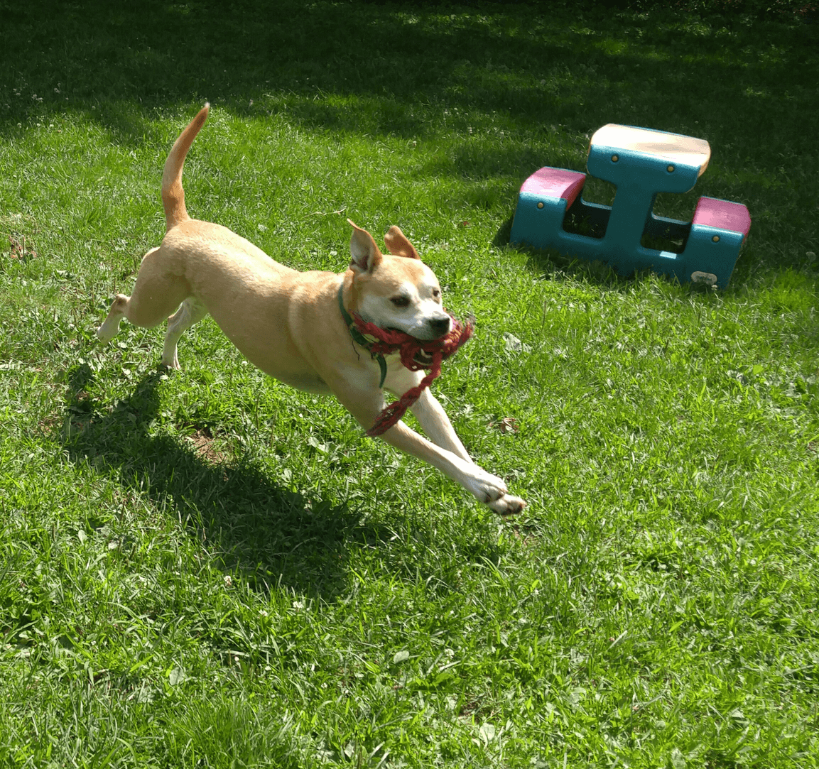 Brown dog running